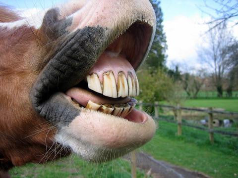 edad de los dientes del caballo