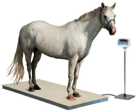 Como calcular la altura y peso de tu caballo.